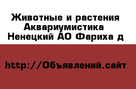 Животные и растения Аквариумистика. Ненецкий АО,Фариха д.